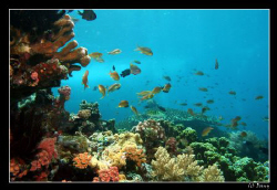 Coral reef in Balicasag by Daniel Strub 